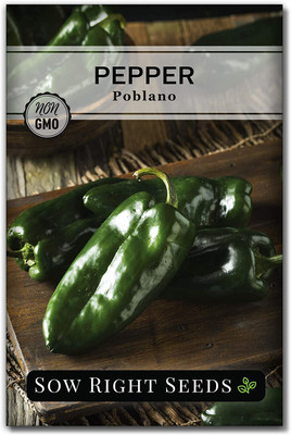 CYBEXIS PUAS-43 - Poblano Pepper Chilli - (1350 Seeds) Seed(1350 per packet)