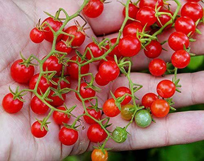CYBEXIS PAU-11 - Non-GMO Extra Sweet Tomato - (1350 Seeds) Seed(1350 per packet)
