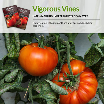 CYBEXIS LX-13 - Beefsteak Tomato - (450 Seeds) Seed(450 per packet)