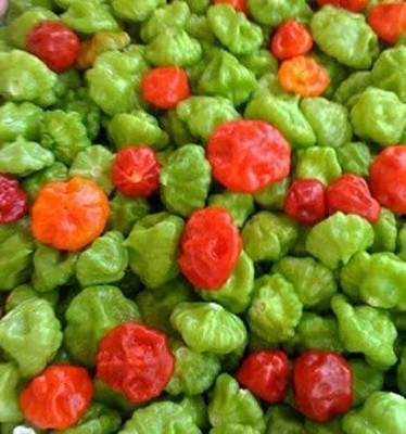 CYBEXIS XLR-23 - Pepper Known As ajicitooaji gustosoají cachucha & sweet - (150 Seeds) Seed(150 per packet)