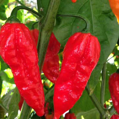 CYBEXIS F1 Hybrid Fresh Organic Bhut Jolokia Seeds2000 Seeds Seed(2000 per packet)