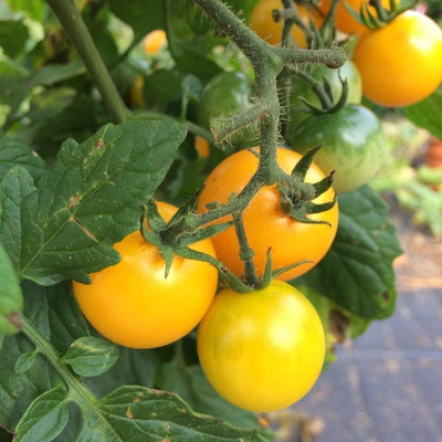 VibeX ® VXI-908 Golden Orange Cherry Tomato Seeds Seed(200 per packet)