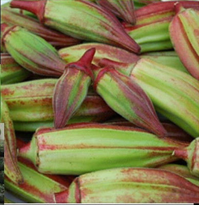 VibeX ® XXL-319 RED OKRA (BHINDI) SEEDS Seed(100 per packet)