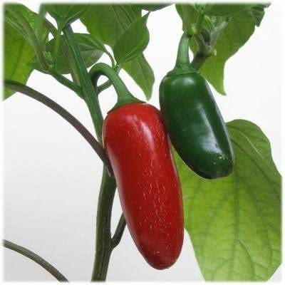 CYBEXIS VVI-38 - Jalapeno Pepper Chilli - Variety - (450 Seeds) Seed(450 per packet)