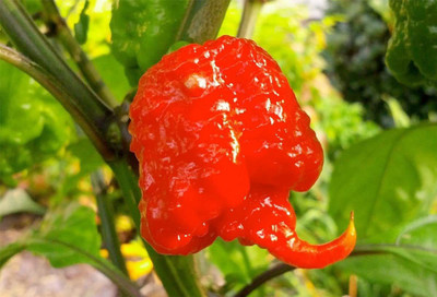 CYBEXIS LX-30 - Hottest Chili Carolina Reaper Chilli - (1350 Seeds) Seed(1350 per packet)