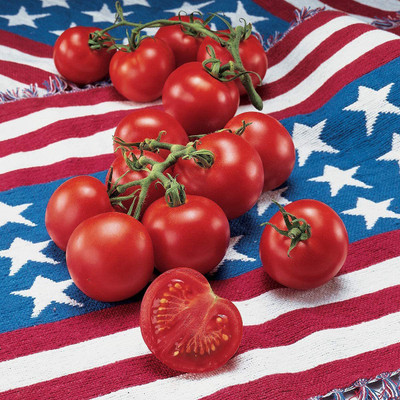 VibeX LX-81 - Red Slicing Tomato | - (1350 Seeds) Seed(1350 per packet)