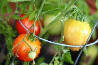 CYBEXIS LX-98 - Early Girl Tomato - One of The Earliest Tomatoes - (450 Seeds) Seed(450 per packet)