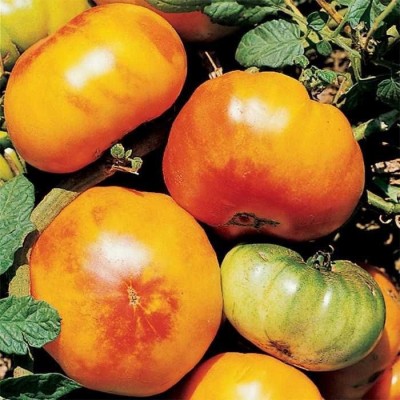 VibeX ® RXI-1095 Big Rainbow Tomato Seed(200 per packet)