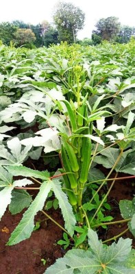 VibeX NDIR-51 - Green Ladies Finger-Bhindi- Okra - (150 Seeds) Seed(150 per packet)