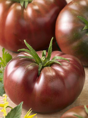 VibeX GBPUT-44 - Black Prince Tomato Non GMO - (1350 Seeds) Seed(1350 per packet)