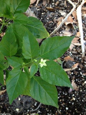 VibeX VXI-2 - Indian Pequin Chilli Odham VERY HOT And Rare Chili - (450 Seeds) Seed(450 per packet)