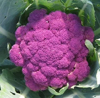 CYBEXIS XLL-86 - Italian Purple Headed Cauliflower - (150 Seeds) Seed(150 per packet)