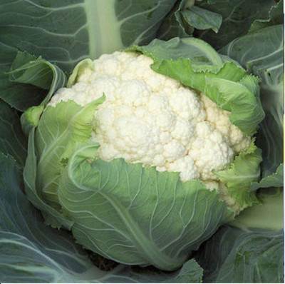 CYBEXIS NDIR-85 - Cauliflower Bishop (White)Non-GMO Hybrid - (1350 Seeds) Seed(1350 per packet)