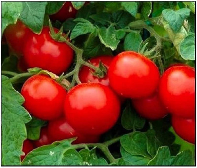 CYBEXIS TLX-41 - Cherry Tomato Large - (1350 Seeds) Seed(1350 per packet)