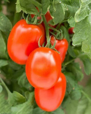 VibeX ® RXI-3 Roma VF Tomato Seeds Seed(200 per packet)