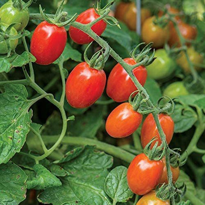 Biosnyg ®GBPUT-546 Celano F1 Tomato Seed(200 per packet)