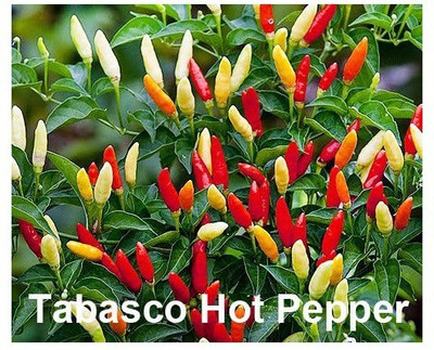 VibeX ® XXL-40 Tabasco Chilli Seeds Seed(200 per packet)