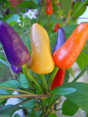 VibeX Pepper Chilli Seed(200 per packet)