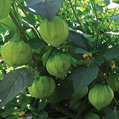 WILLVINE XL-429 Super Verde Tomatillo Seeds-2500 Seeds Seed(2500 per packet)