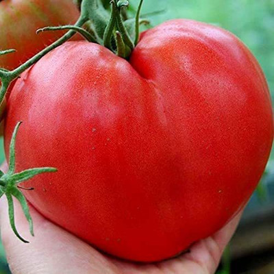 WILLVINE TLX-733 Pink Beefsteak Tomato Determinate-1000 Seeds Seed(1000 per packet)