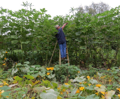 VibeX ® RXI-80 Giant Tree Okra Seeds Seed(100 per packet)