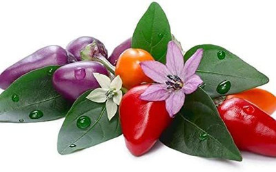 WILLVINE NDIR-653 Bolivian Rainbow Pepper Seeds Seed(200 per packet)