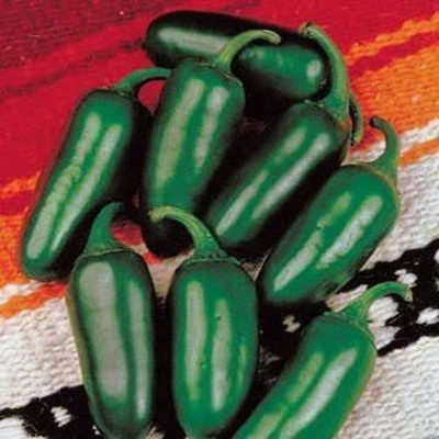 VibeX ® VLR-532 Jalapeno M Hot Pepper Seeds Seed(200 per packet)