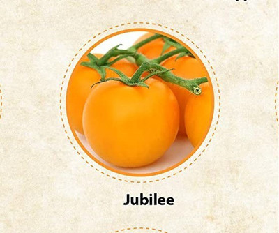 WILLVINE LX-149 Jubilee tomato seeds Seed(200 per packet)