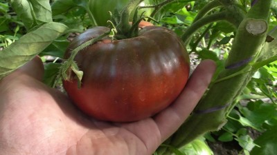 VibeX XLR-74 - Black Prince Tomato Determinate Non GMO - (150 Seeds) Seed(150 per packet)