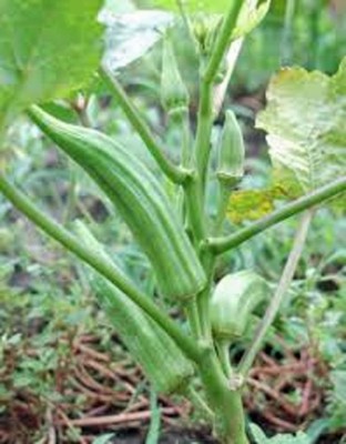 CYBEXIS NBIR-25 - Okra Perkins Long Pod - (150 Seeds) Seed(150 per packet)