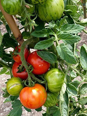 WILLVINE IARI-698 Tigerella Beefsteak Tomato Giant Seeds-1000 Seeds Seed(1000 per packet)