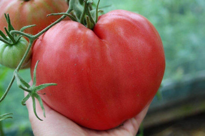 Biosnyg ™NDIR-727 Tomato Bulls Oxheart Red Large Seed(200 per packet)