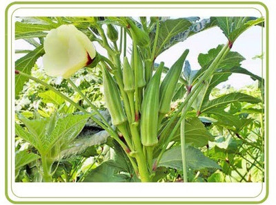 VibeX TLX-24 - Quick Germination Lady Finger/Okra - (1350 Seeds) Seed(1350 per packet)