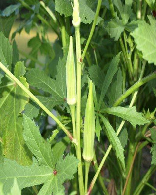 CYBEXIS LXI-5 - Ladies Finger - (1350 Seeds) Seed(1350 per packet)