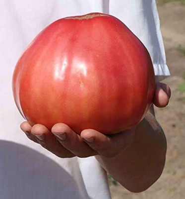 VibeX ® VLR-734 Pink Beefsteak Tomato Giant Bulls Heart Seed(200 per packet)