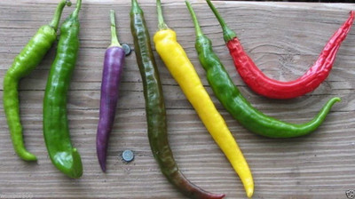 WILLVINE PAU-596 Cayenne Pepper Hot Mix - A fiery mix Seed(200 per packet)