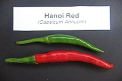 CYBEXIS NDIR-34 - Hanoi Red Pepper – Vietnamese Chilli - (1350 Seeds) Seed(1350 per packet)