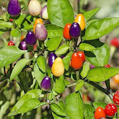 Biosnyg ®LXI-654 Ornamental Chilli Seed(200 per packet)