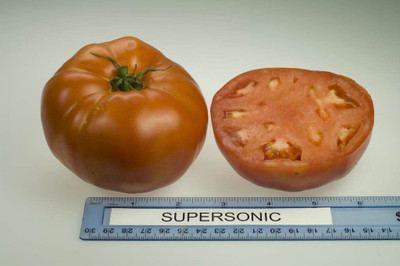 WILLVINE VXI-1027 Tomato - Supersonic seeds-1000 Seeds Seed(1000 per packet)
