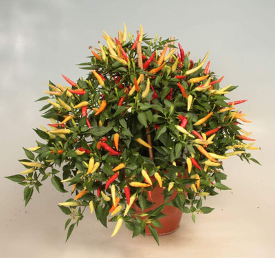VibeX ® XLR-639 Mix Decorative Rainbow Chilli Seeds Seed(200 per packet)