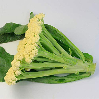 CYBEXIS KGF -54 - Cauliflower Fioretto - (150 Seeds) Seed(150 per packet)