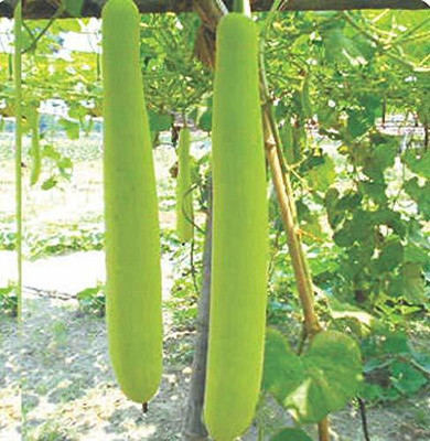 Aywal Long Gourd Dudhi Zucca Lauki Seed(230 per packet)