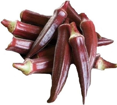 CYBEXIS LX-47 - Burgundy Red Okra - (1350 Seeds) Seed(1350 per packet)