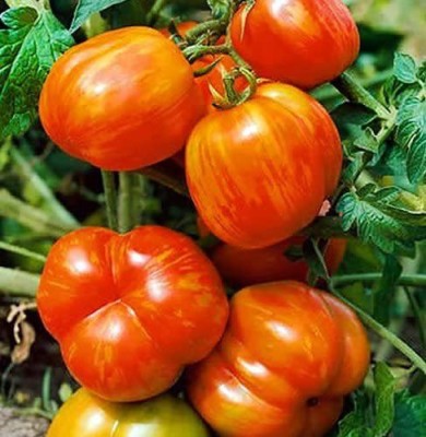 VibeX ® LXI-436 Giant Mr. Stripey Tomato Seeds Seed(200 per packet)