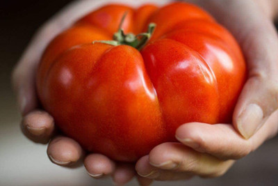 CYBEXIS GBPUT-27 - Red Giant Beefsteak Tomato Determinate - (450 Seeds) Seed(450 per packet)