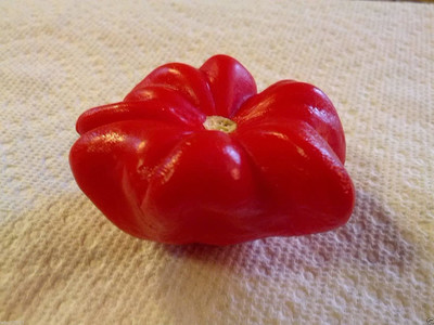 CYBEXIS VXI-19 - Aji Pepper- Brazilian Starfish Chilli Pepper Rare Exotic (1350 Seeds) Seed(1350 per packet)