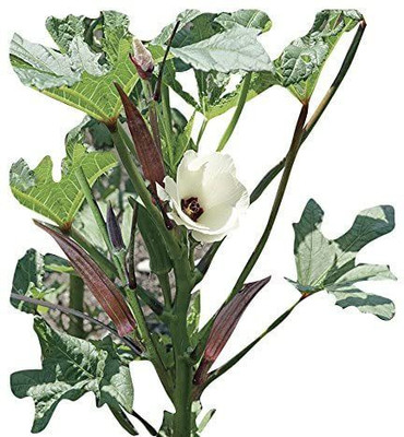 VibeX ® VXI-299 Okra Bhindi Red Exotic Seeds Seed(100 per packet)
