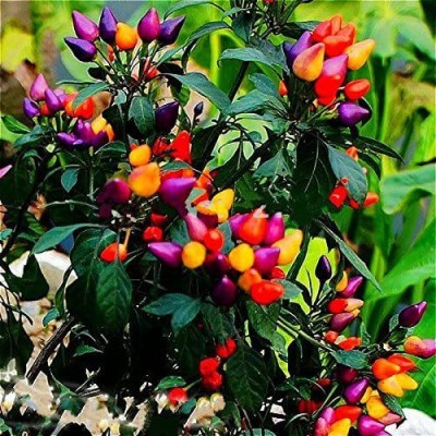 VibeX ® VMR-652 Heirloom Thai Sun Hot Pepper Seeds Seed(200 per packet)