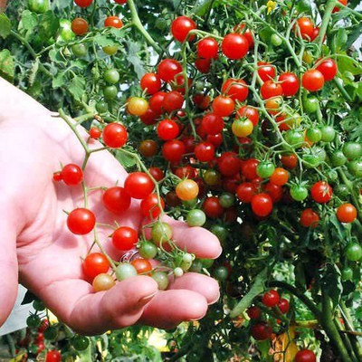 CYBEXIS NDIR-17 - Non-GMO Extra Sweet Tomato - (1350 Seeds) Seed(1350 per packet)