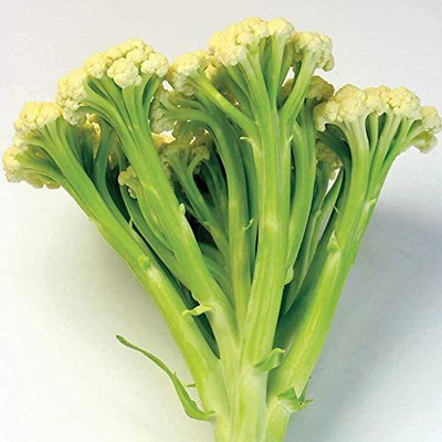 CYBEXIS VXI-53 - Cauliflower Fioretto - (150 Seeds) Seed(150 per packet)